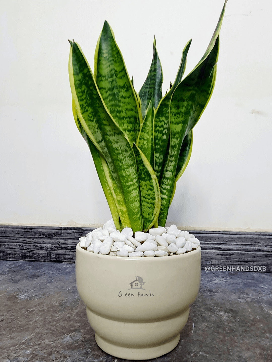 Potted Desktop Snake Plant 35-45 cm in a beige ceramic pot