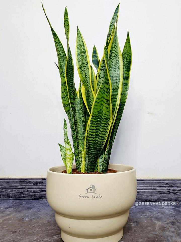 Potted Desktop Snake Plant 65-75 cm in a beige ceramic pot