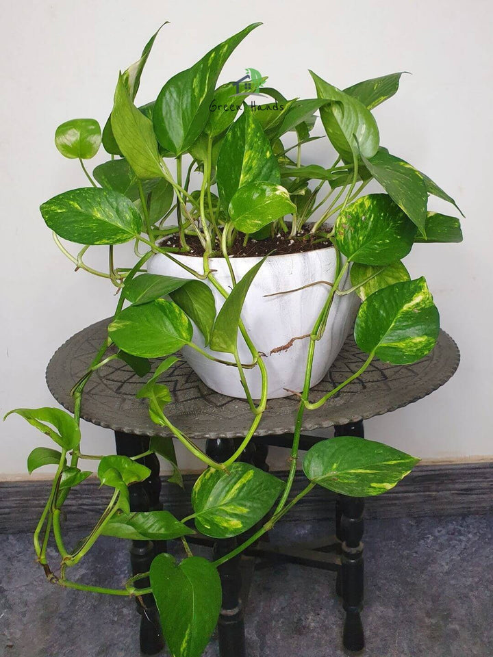 Medium sized Desktop Money Plant in white ceramic pot