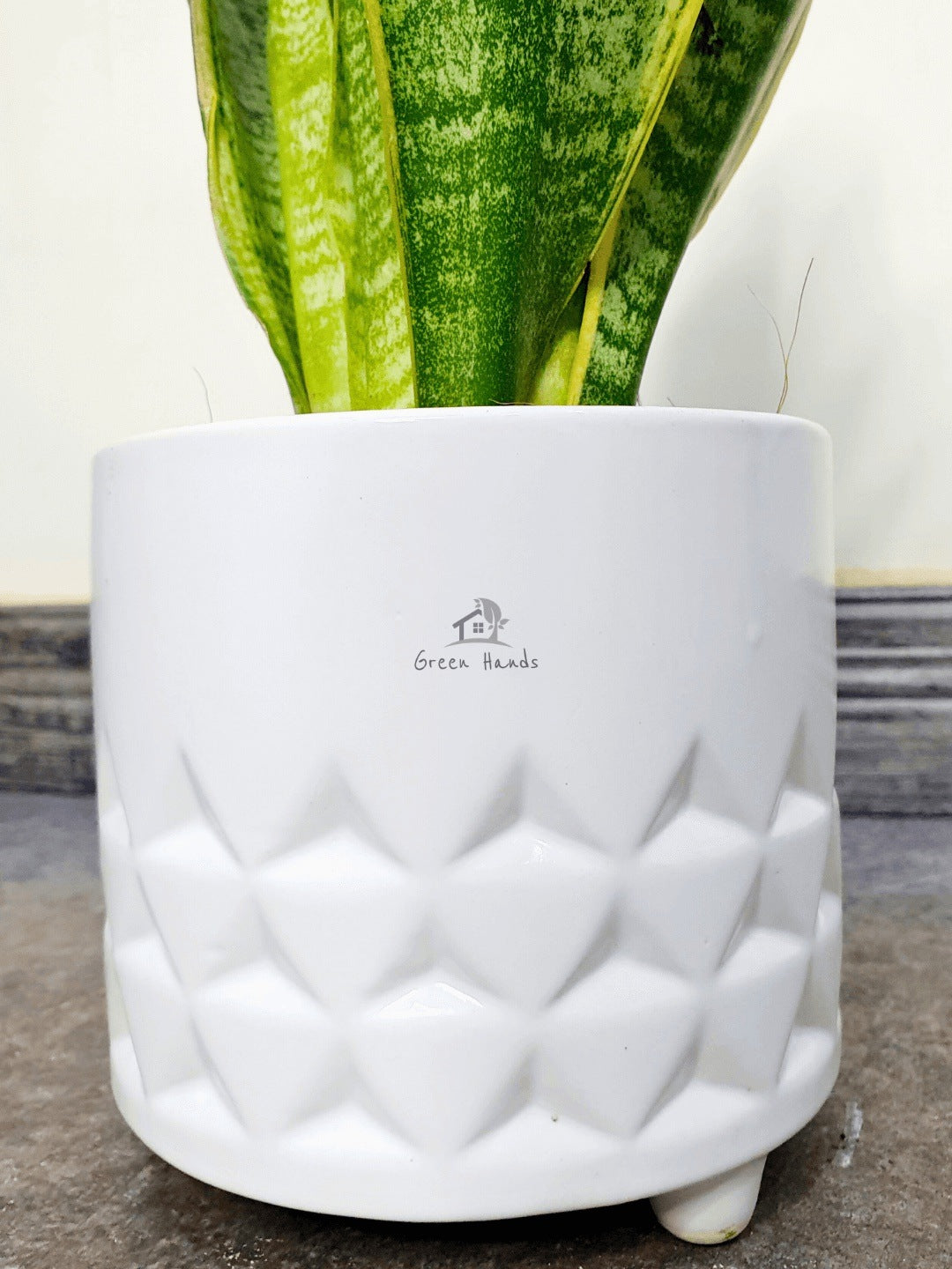 Potted Desktop Snake Plant 35-45 cm in a white ceramic pot zoomed in