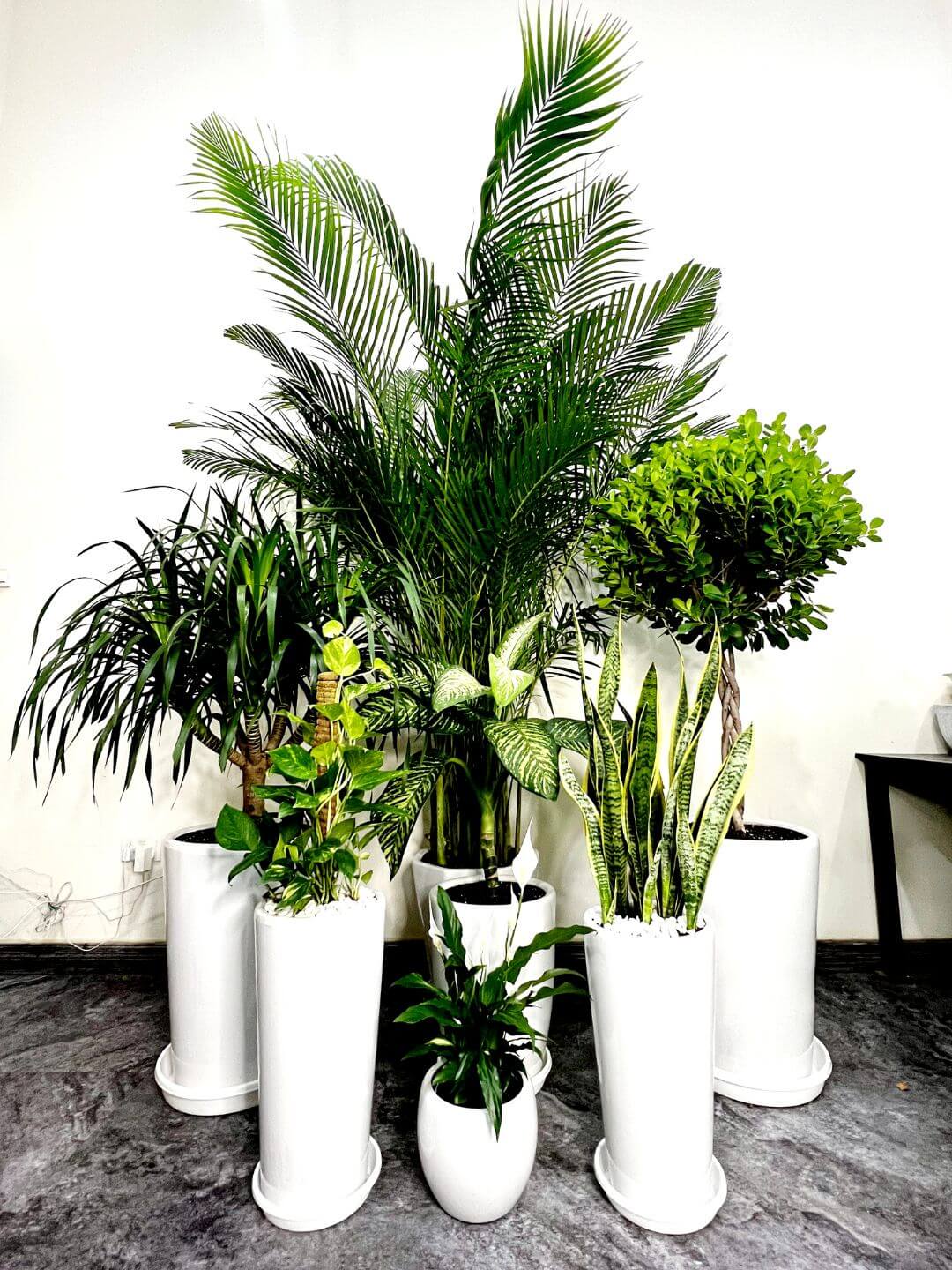 Corporate Office Bundle of 9 Potted Plants | Mixed Light Planted in Grey Ceramic Pot