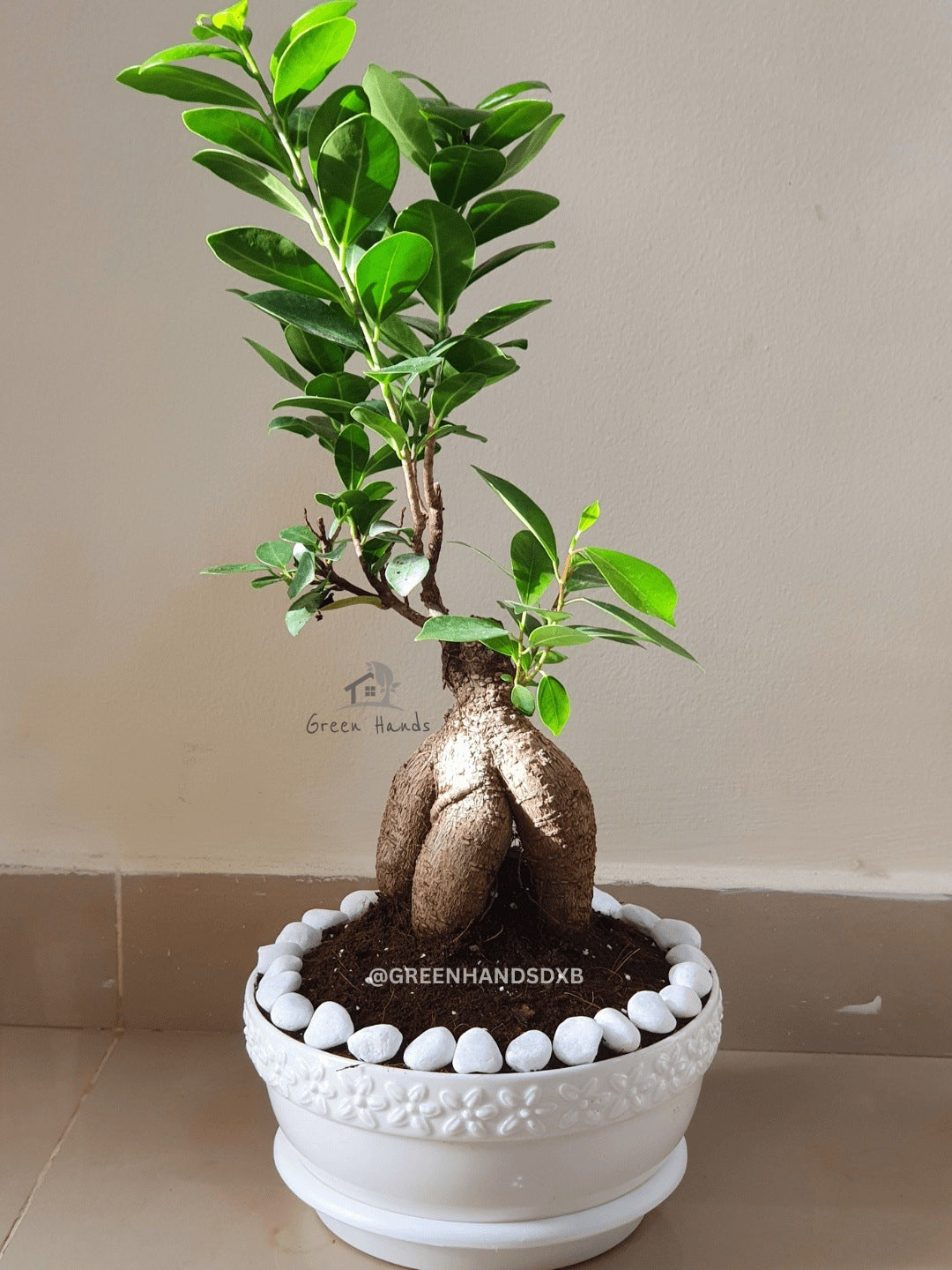 Desktop Potted Indoor Bonsai Tree in a flat white ceramic pot