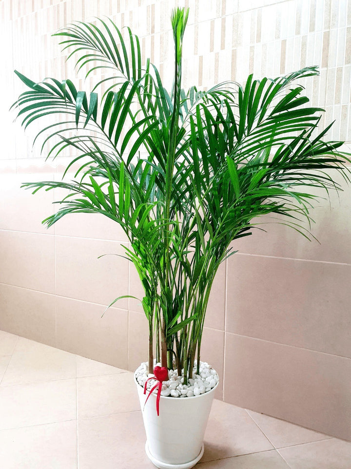 Potted Large Areca Palms 130-140 cm Planted in White Flexible Pot