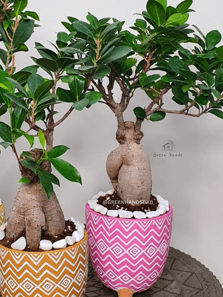 Desktop Potted Indoor Bonsai Tree in a pink ceramic pot