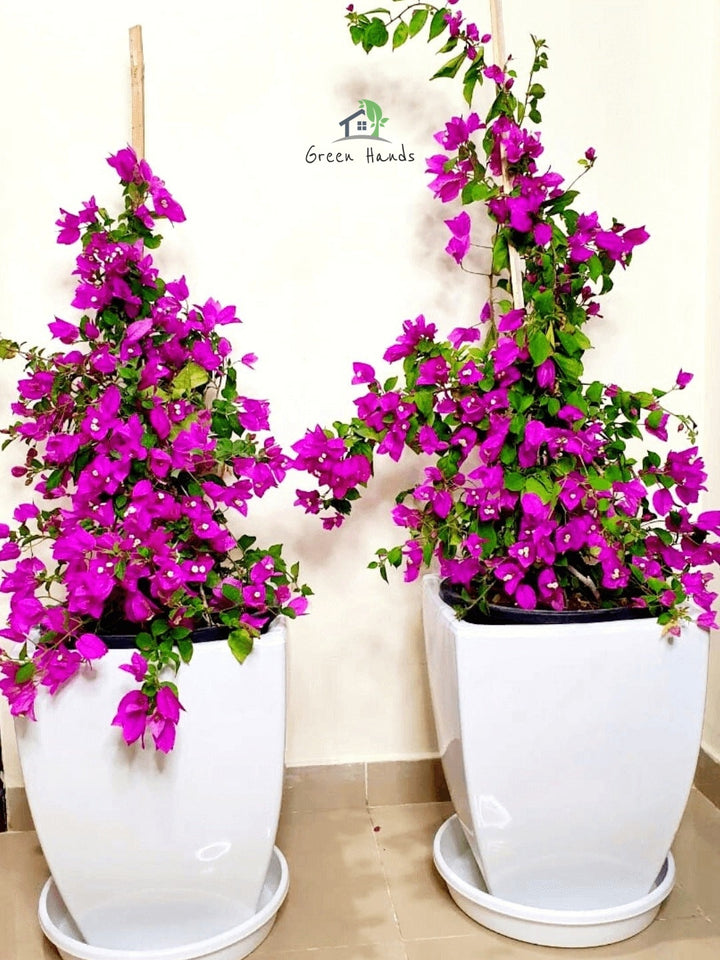 Potted Large Bougainvillea