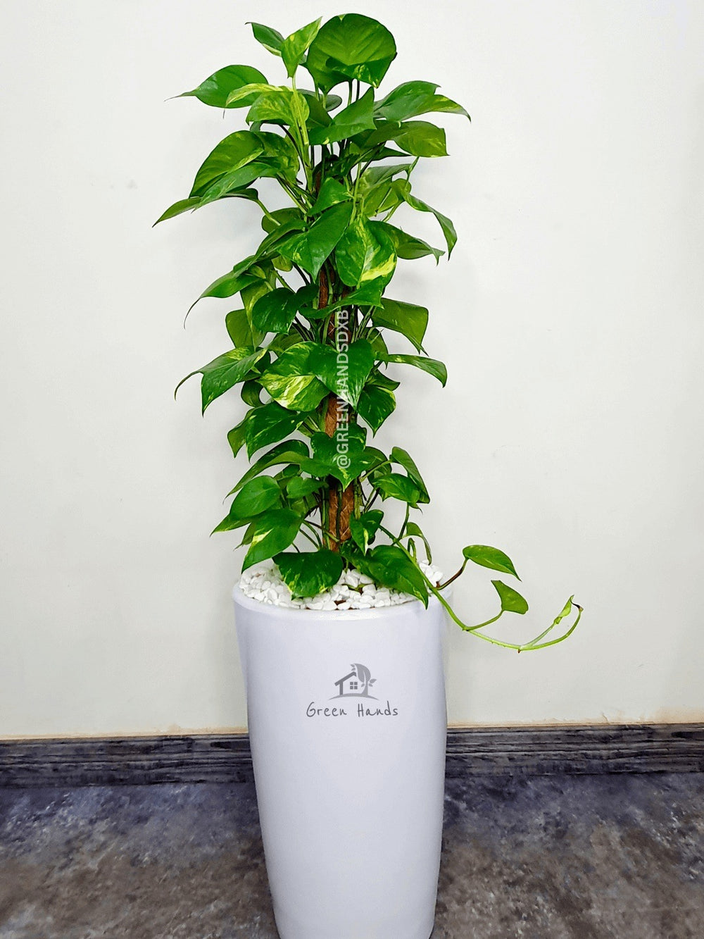 Potted XL Money Plant