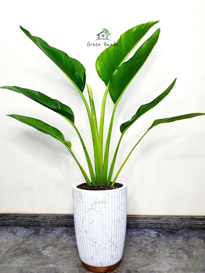 Potted Traveller's Palm Planted in White Pot