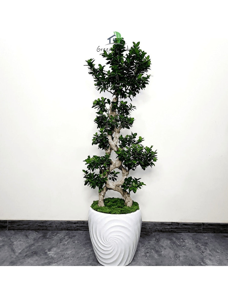 XL 8 Shaped Bonsai Tree Planted in Ceramic White Pot with Moss Topping