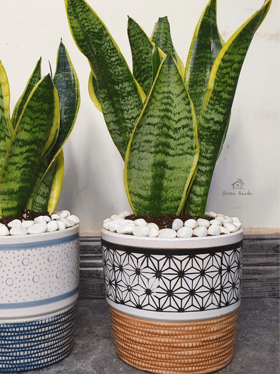 Potted Desktop Snake Plant 35-45 cm in a brown ceramic pot