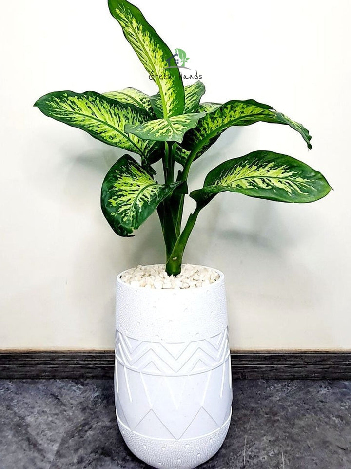 Potted XL Dieffenbachia or Dumb Cane Planted in Fiber White Pot