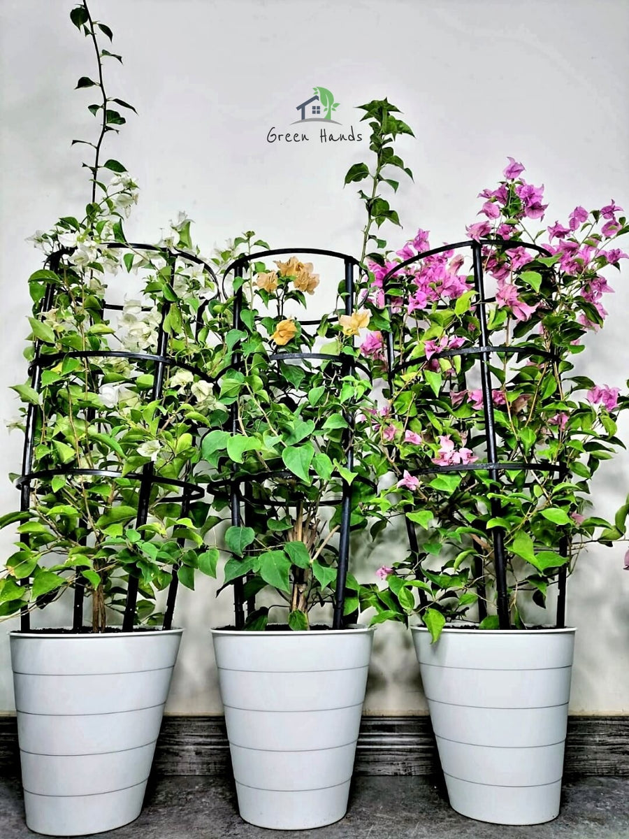 dubai garden center Three Potted Local Bougainvillea Plants Combo | Unbreakable Pots green hands