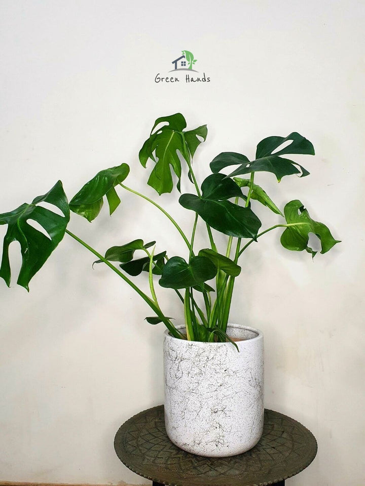 Potted Monstera Delicosia or Cheese Plant Planted in Marble Ceramic Pot