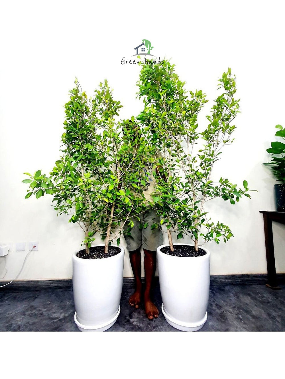 One Potted XL Barrier/ Privacy Plant 200cm+