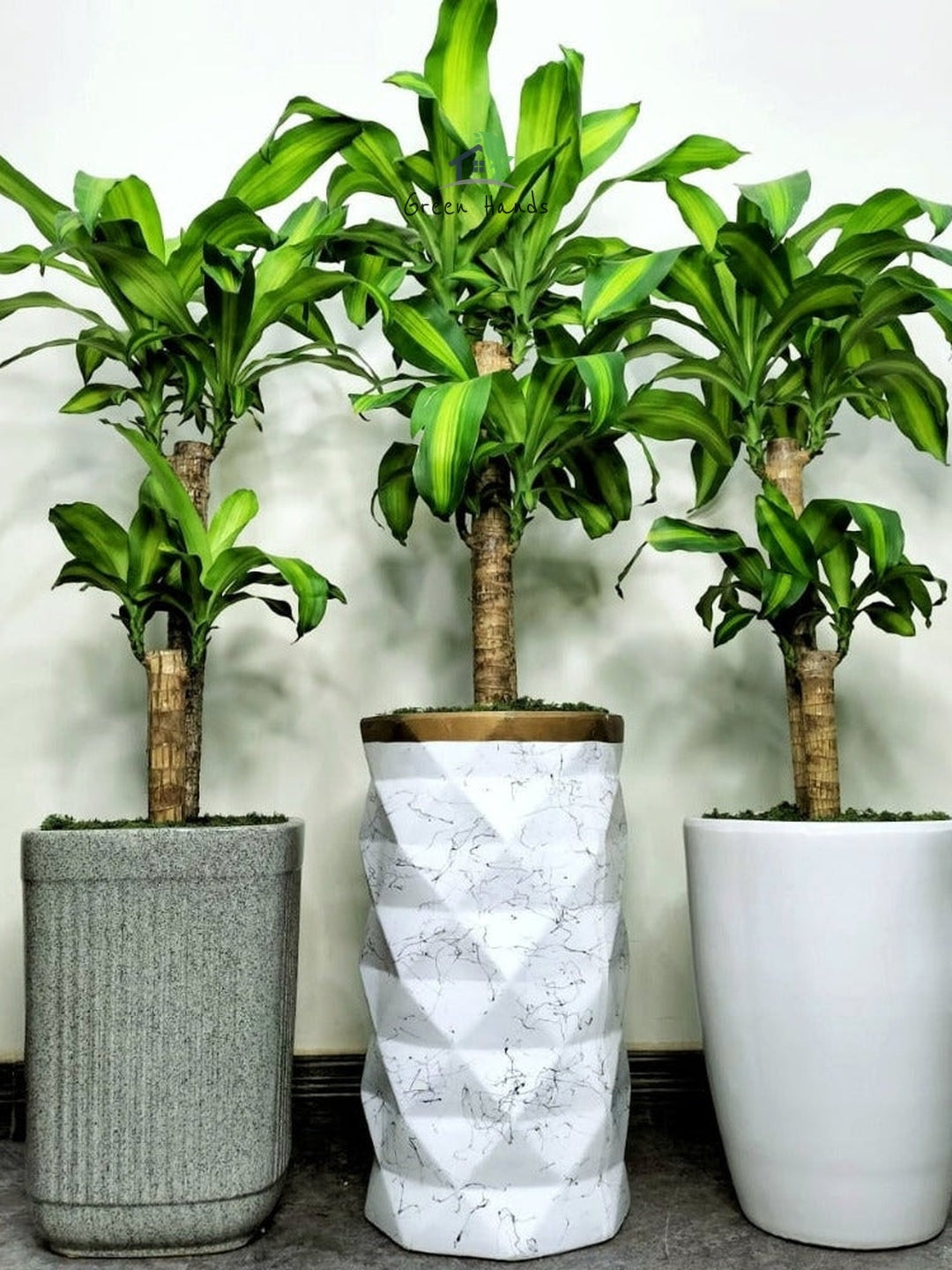 Potted Dracaena Massengeana or Corn Plant 2pp in tall ceramic pots - green hands