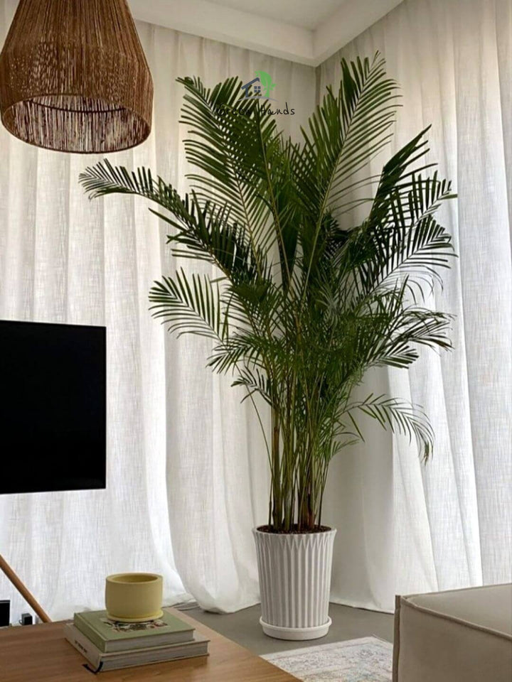 Potted XXL Areca Palm 220-240 cm Regular Ceramic White Pot